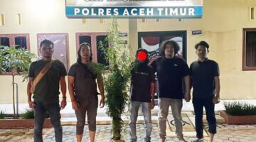 Polres Aceh Timur Berhasil Ungkap Kebun Ganja di Peureulak